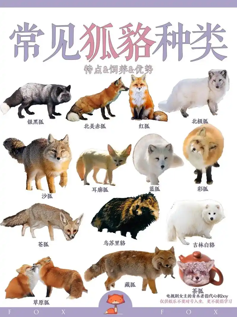 狐貉种类图鉴大赏.