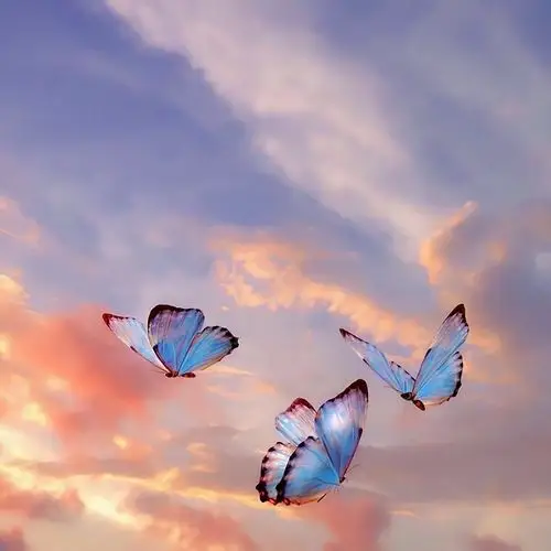 求关于蝴蝶的朋友圈背景图