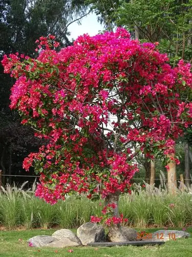 火红的三角梅树