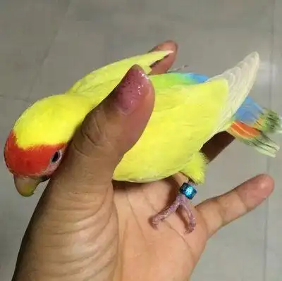 热卖宠物蓝腰黄桃牡丹鹦鹉幼鸟,牡丹鹦鹉鸟活体