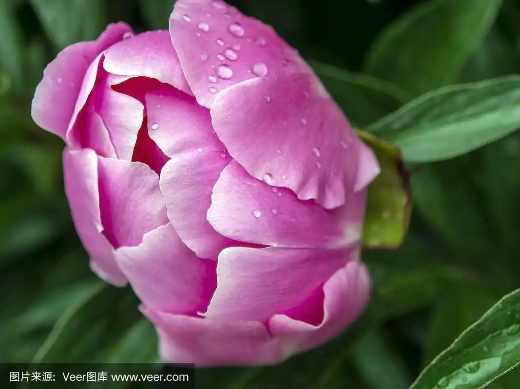 一朵娇嫩的牡丹花蕾上的露珠,微微的