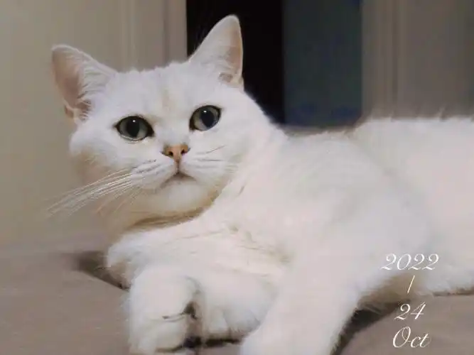 一只银渐层的入睡过程