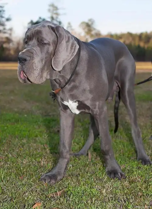 大丹狗(great dane)