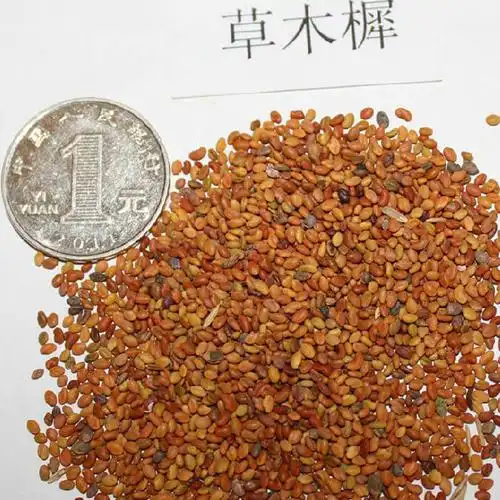 厂家批发草木犀牧草种子 园林绿化工程 基地直销 量大