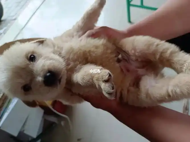 金毛和萨摩耶串串不知道长大会不会好看