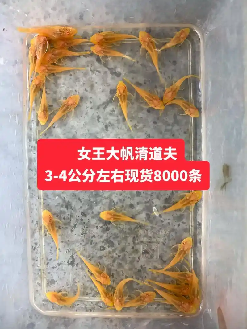 鱼缸清洁必备工具鱼,#女王大帆清道夫 很黄很暴力哦#每天分享 - 抖音