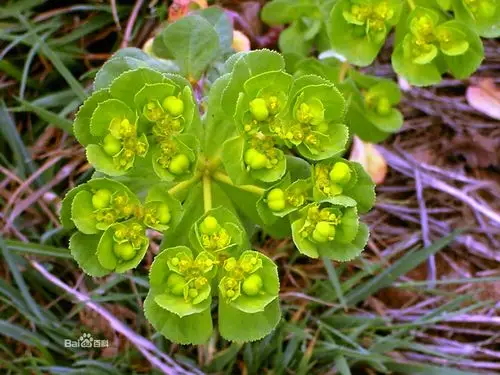 百度词条"双子叶植物"第一张就是这个图.这种植物很立体,绿色分层的