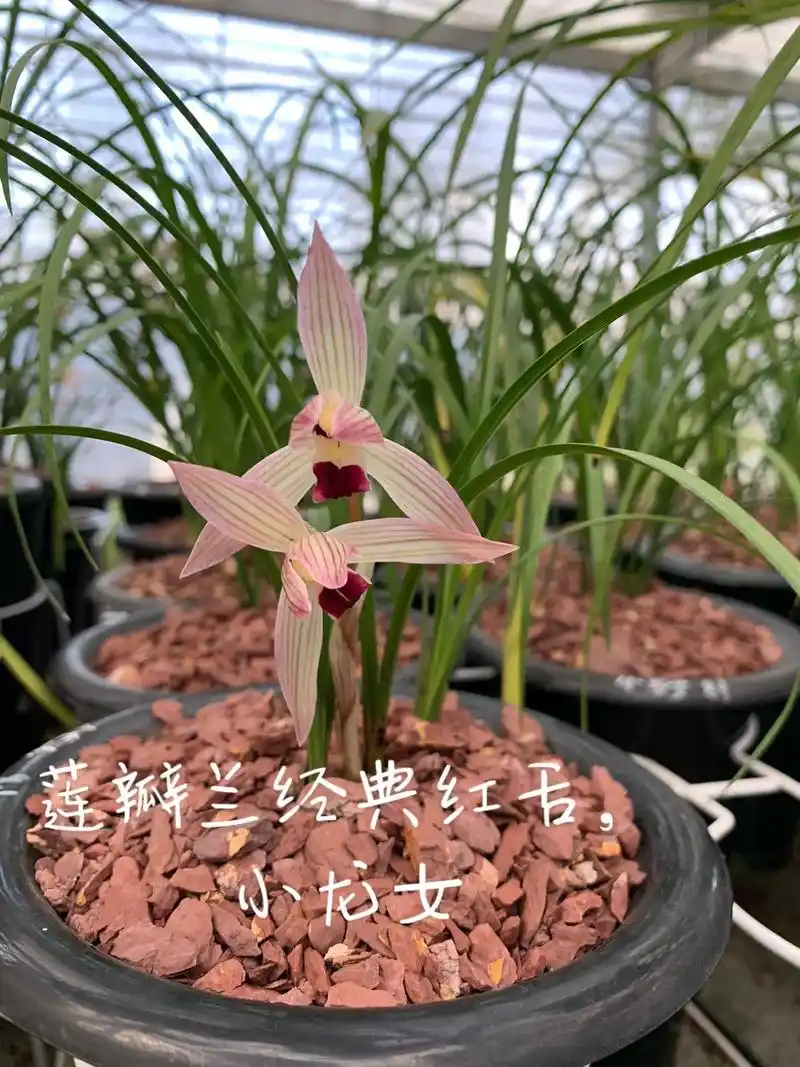 兰花 #莲瓣兰 莲瓣兰经典红舌,小龙女,花大,色美 - 抖音