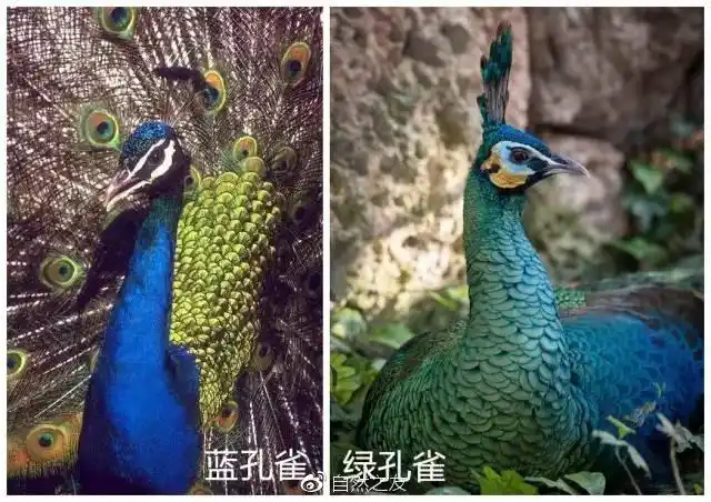 请注意,右边才是绿孔雀!