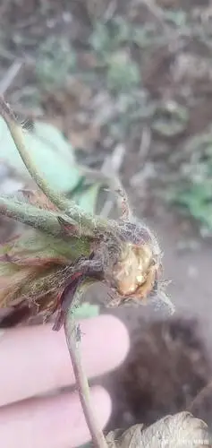 草莓苗空心病草莓叶角斑病草莓断头病爆发8月份还能移栽吗?