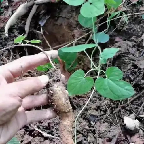 【官方旗舰】广西土党参 野党参 新鲜 土参 土党参 500克 新鲜 一斤