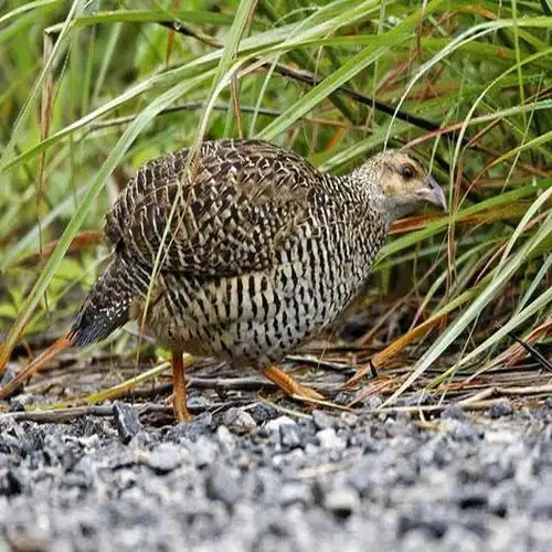 鹧鸪[雉科鹧鸪属的一种鸟类]