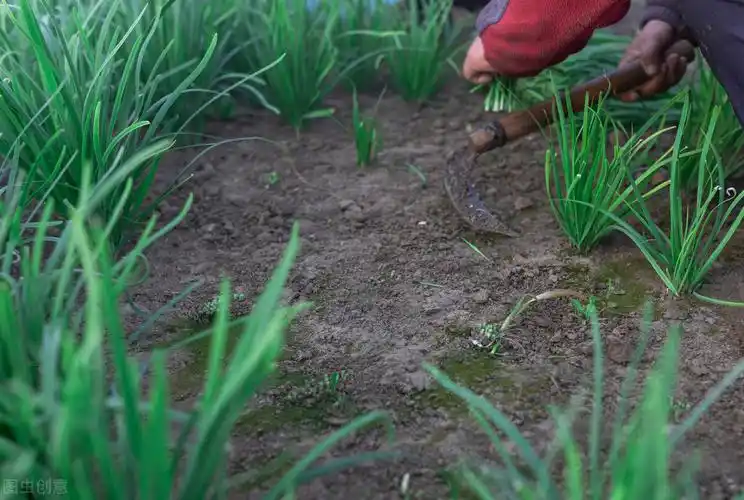 韭菜怎么割?其实老辈人常说的五句俗语,已经给出答案