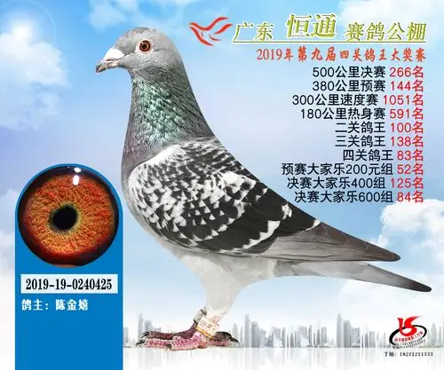 2019年广东恒通赛鸽公棚201-300名获奖鸽