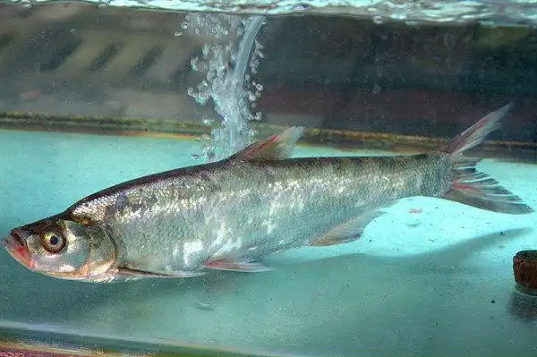 翘嘴鱼批发 翘嘴白鱼 大量优质翘嘴大白鱼 肉质鲜美