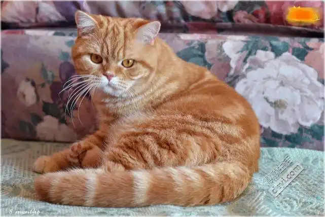 红虎斑英短哥哥