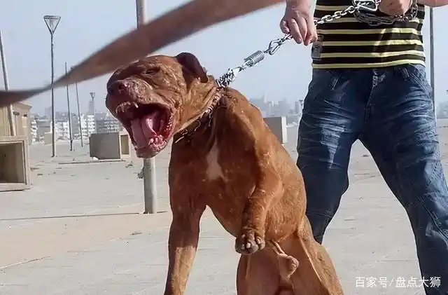 藏獒vs比特犬,当东方战胜遇到西方武圣,谁会笑到最后呢?