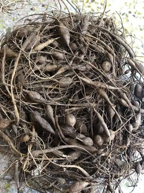 野外生牛大力中药原材煲汤泡酒料猪脚笠山莲藕新鲜挖金钟根粉质薯500g