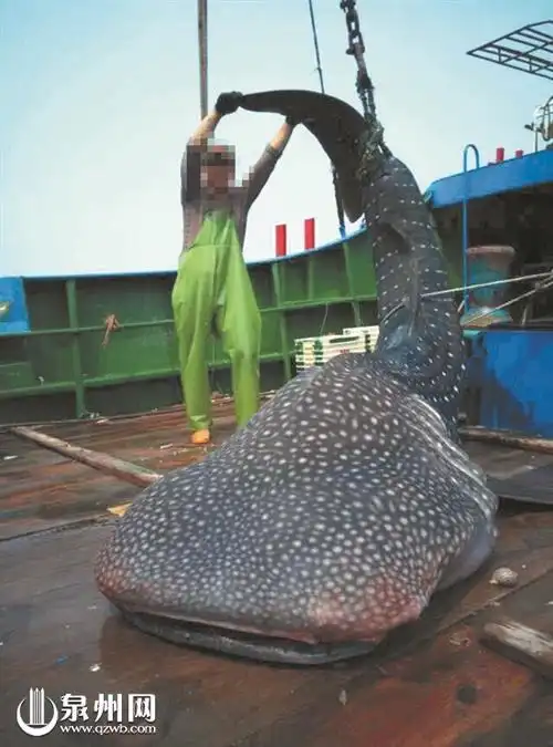 渔民黄师傅介绍,这是他出海十几年来第一次捕到豆腐鲨,这头鲨鱼长约4.