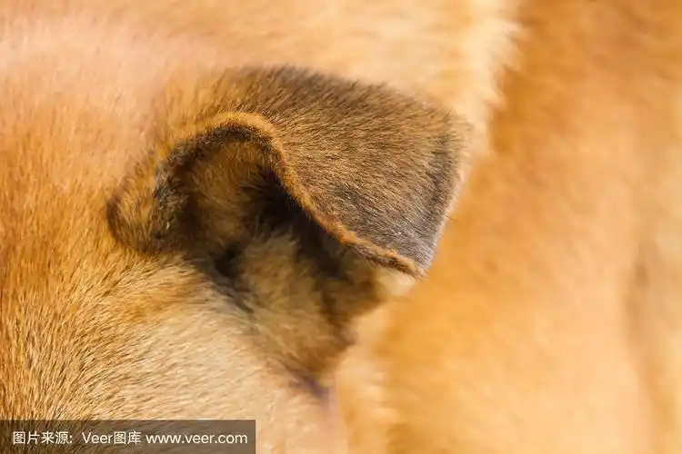 狗耳朵的特写