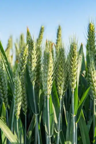 绿色小麦麦穗 小麦