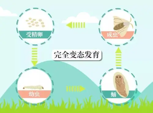 在形态结构和生活习性上有显著区别,我们把这种发育称为完全变态发育