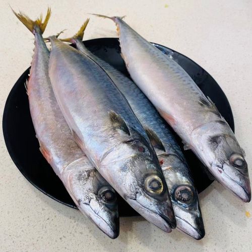 大连船冻占鱼6斤新鲜海鲜中号冷冻青花小头马鲛鱼