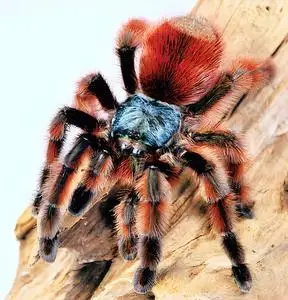 从0开始养马提尼克油彩粉红趾宠物蜘蛛温顺粉趾养定学生宠物