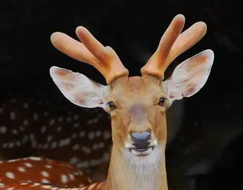 中药鹿茸是怎么由来的