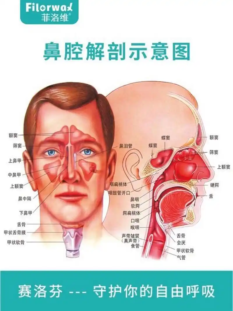 人体鼻腔解剖示意图 #菲洛维科普知识95 72鼻腔解剖示意图 你了解