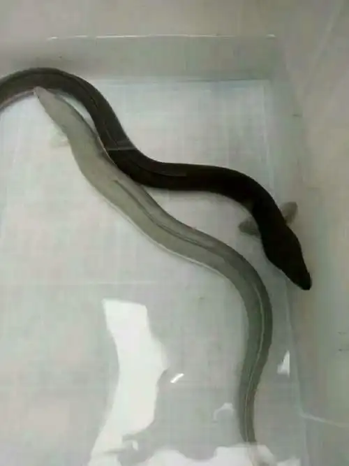 野生海鲈鳗鱼东山岛海鲜