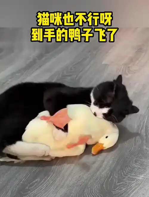 猫咪也不行呀,到手的鸭子飞了
