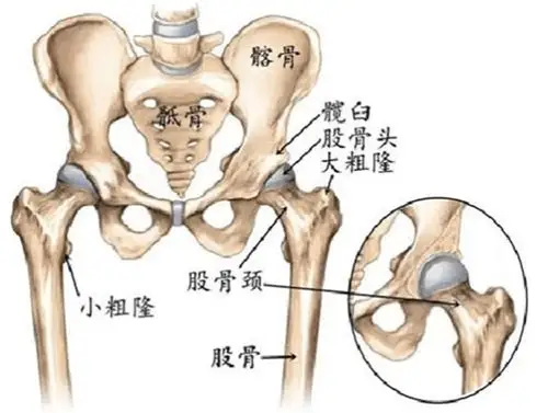 髋关节解剖位置