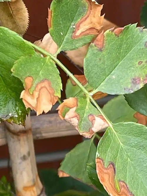 请问月季叶子这样了是怎么回事