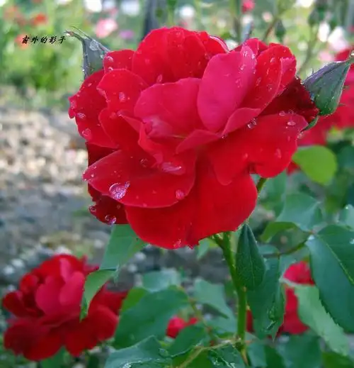 月季花头像图片大全_头像图片_扣扣乐园