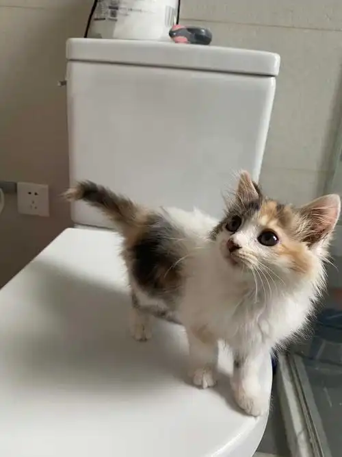 长毛三花妹妹找领养