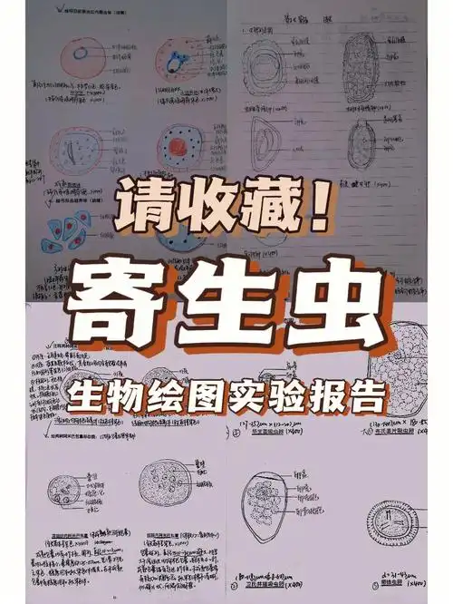 医学生寄生虫实验报告生物学绘图