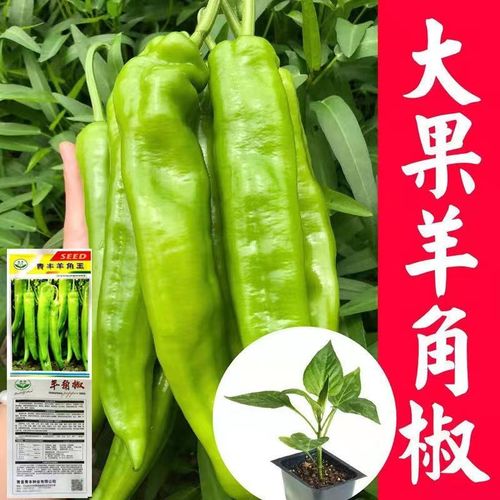 原装羊角椒种子牛角椒辣椒种子四季蔬菜种子阳台庭院盆栽植物高产