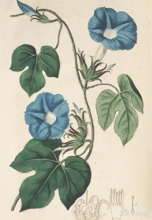 植物科学绘画之茎的科学绘画方法