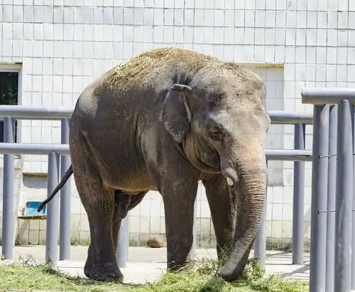 大象,动物园