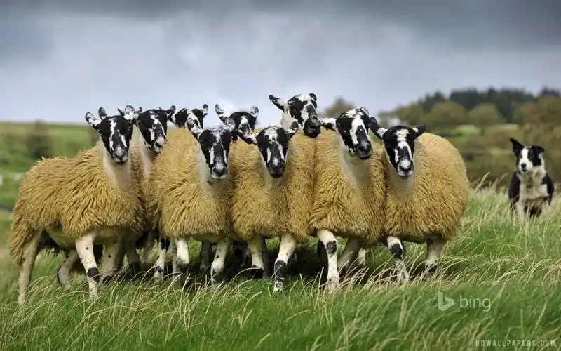 羊群壁纸1920x1200分辨率查看