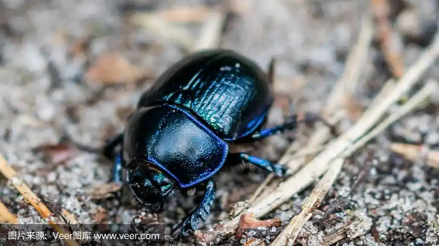 特写,小路,森林,蟑螂,水平画幅