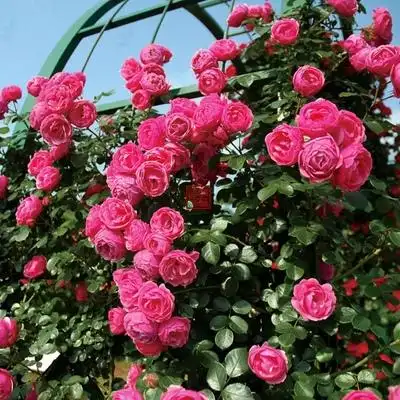 欧月欧洲月季藤本大花蔷薇月季玫瑰月季庭院扦插花苗阳台楼顶盆栽