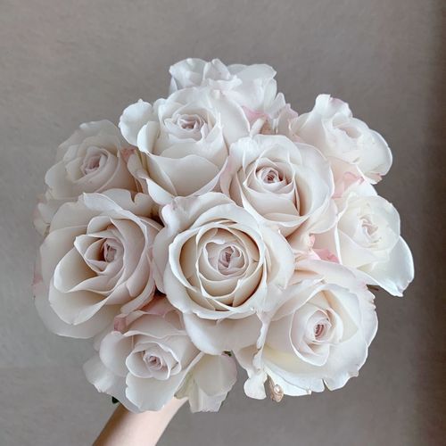 铃兰家银色衬裙新品花园玫瑰玫瑰花花苗盆栽阳台时令草本花卉