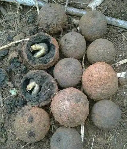 经鉴定,这种白色虫子的学名叫做蛴螬,而这些"神秘土球"则是他们在变成