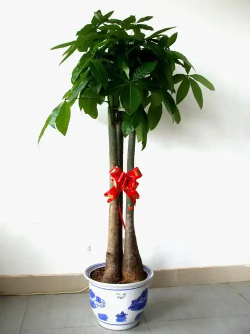 南昌植物租赁 花卉盆栽草花基地直供