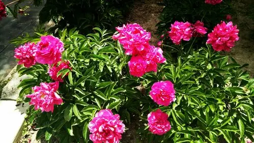 真花假花都是花