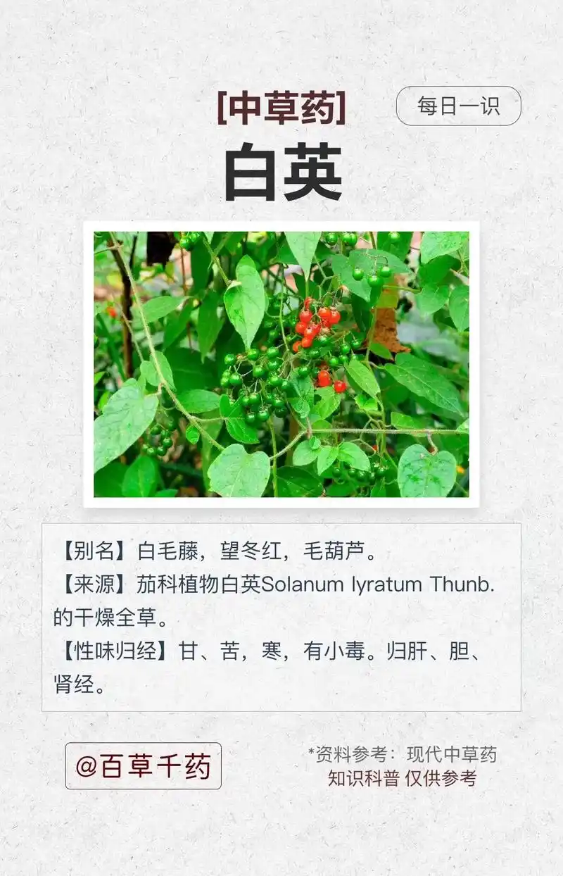 中草药白英.生于海拔200～2800m阴湿的路边,山坡,竹林 - 抖音