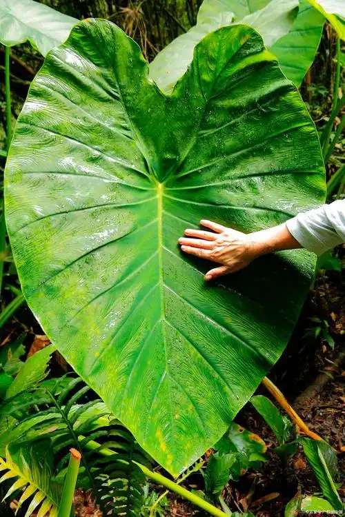 霸王芋的养殖方法
