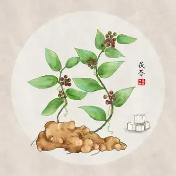 茯苓图片